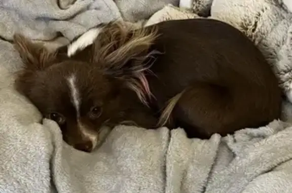 Chien perdu Sorigny, photo : Chienne croisée chihuahua perdue à Sorigny