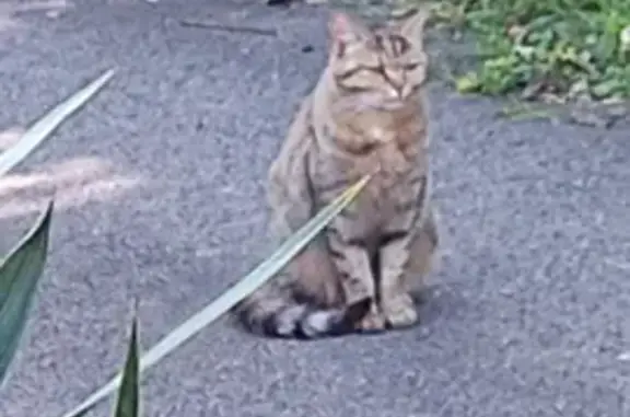Chat tigré brun clair trouvé à Jussy - photo
