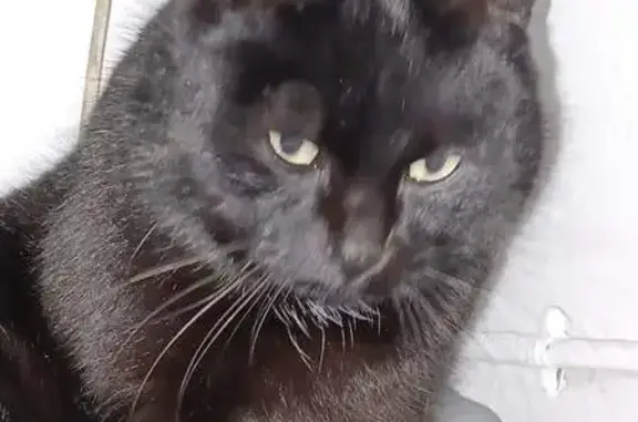 Chatte Sépia disparue à Moguériec, Bretagne - photo