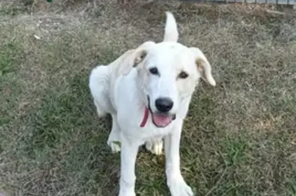 Chien trouvé Courzieu, photo: Labrador crème trouvé à Courzieu