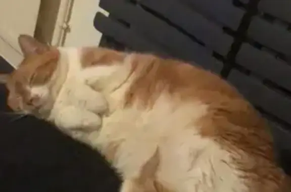 Animaux perdus Angers, photo: Chatte rousse et blanche disparue à Angers
