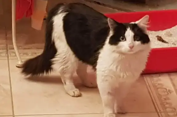 Chat perdu, , photo: Chat noir et blanc perdu à Lorcy