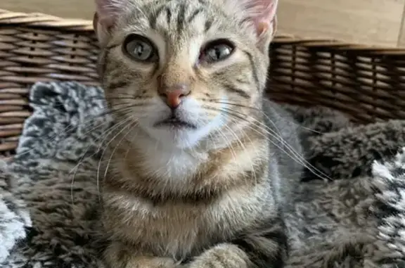 Chat tigré mâle trouvé Rue Joannes Mourier - photo