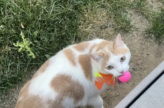 Missing Cat: Sweet, Nervous Nugget - Maple St.