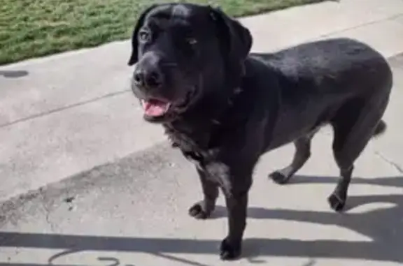 Lost Black Lab Mix - Zeke, Marion 3127