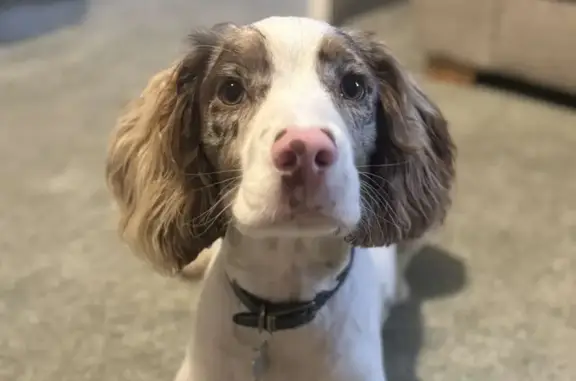 Lost Brown & White Merle Dog in Beeston, Leeds
