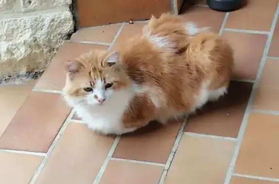 Chat trouvé Carpentras, photo: Chat roux-blanc trouvé, Impasse André Etienne