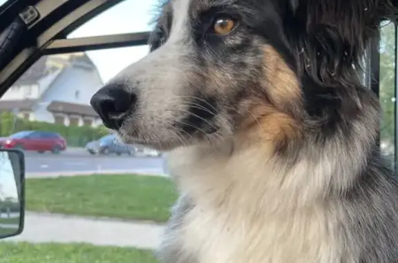 Chien peureux trouvé à Dijon, récupéré par SPA - photo