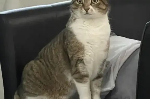 Animaux perdus Valleiry, photo: Chat disparu Fille, Valleiry (fl526179)
