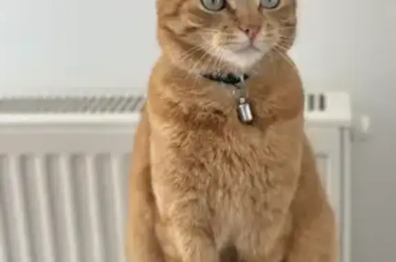 Chat perdu, , photo: Chat perdu à Courrières (Hauts-de-France)
