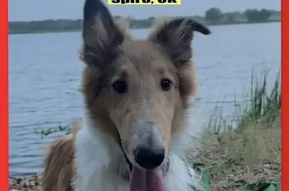 Lost Rough Collie: Brown & White, Spiro Area