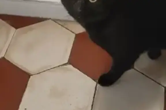 Chat perdu, , photo: Chat noir mâle disparu à Oullins