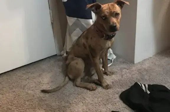 Lost Brindle Terrier Mix: Honey Love, Columbus