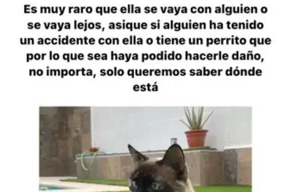 ¡Gatita Siamesa Perdida en Espartinas!