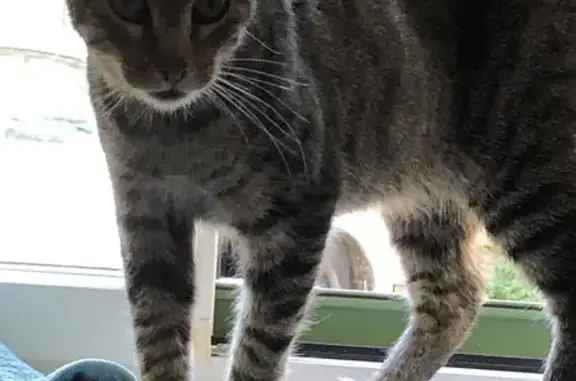 Chat trouvé devant maison à Ploemeur - photo