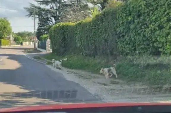 Deux terriers trouvés Rue du Marais, Saint-Aubin - photo