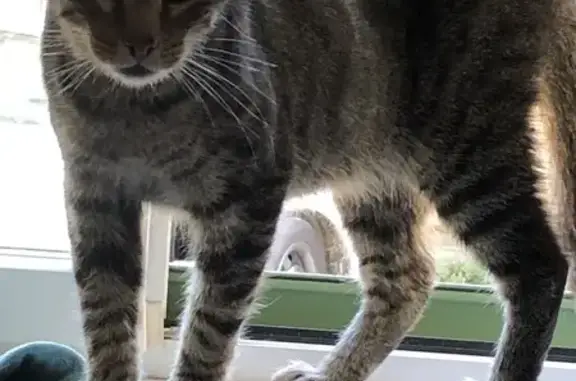 Chat trouvé Ligré, photo: Chat castré trouvé à Ligré, cherche propriétaire