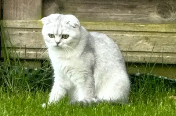 Animaux perdus , photo: Chatte blanche de 16 mois disparue à St-Avertin