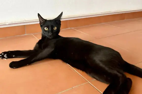 ¡Gato Negro Perdido! Recompensa y Cuidados