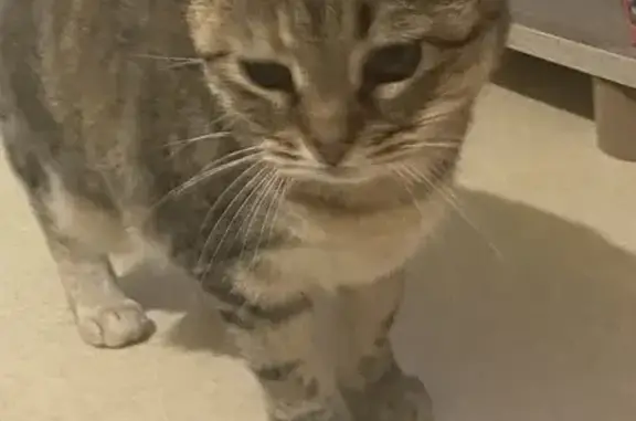 Chatte tatouée trouvée à Amboise Rue Montebello - photo