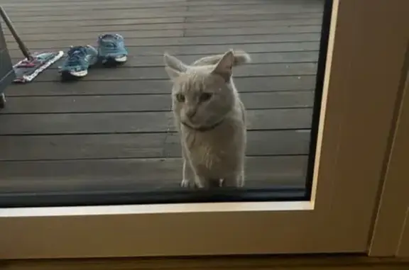 Chat trouvé à Balaruc-les-Bains - photo