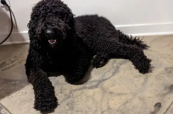 Missing Black Goldendoodle on County Rd 37