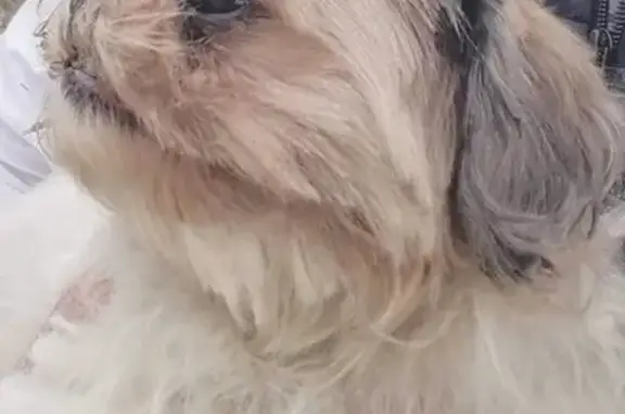 Chien trouvé , photo: Chien Shih Tzu trouvé à Chacé, femelle âgée
