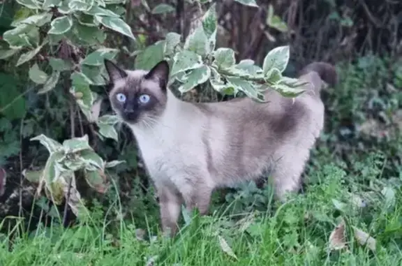 Chat Siamois mâle disparu à Saint-Albain - photo