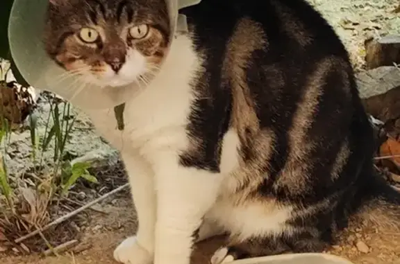 Chat trouvé avec collerette, Toulon, Bd Martille - photo