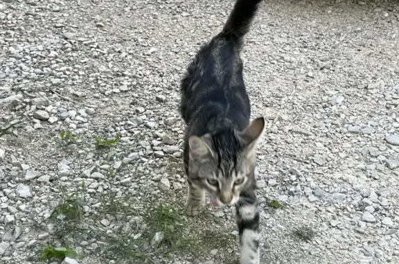 Chat femelle trouvée, Rue de Tahiti, Orange - photo