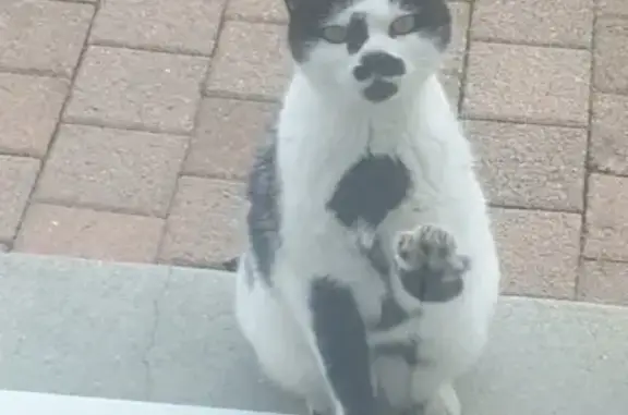Chatte blanche et noire trouvée à Landemont - photo