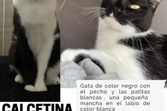 ¡Gata Perdida! Negra con Manchas Blancas en Valencia