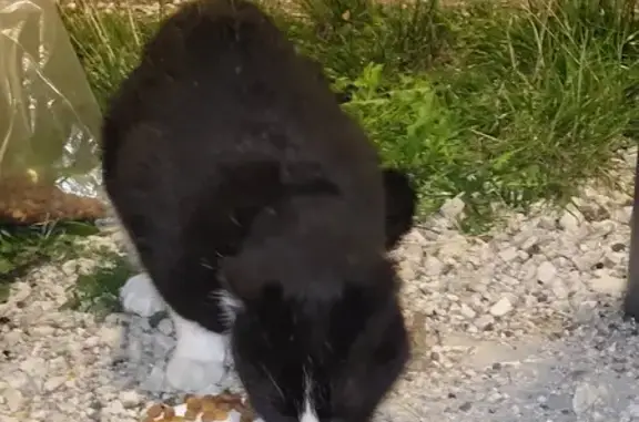 Chat noir et blanc trouvé, très docile, Toul - photo