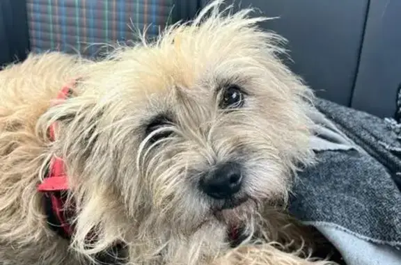 Chien trouvé à Targon: griffon fauve femelle - photo