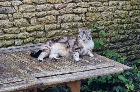 Animaux perdus Maillezais, photo: Chat perdu Rue de l'Autize, Maillé
