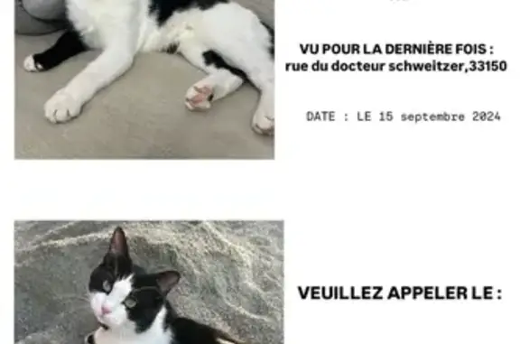Animaux perdus Cenon, photo: Chat noir et blanc disparu, blessé - Cenon