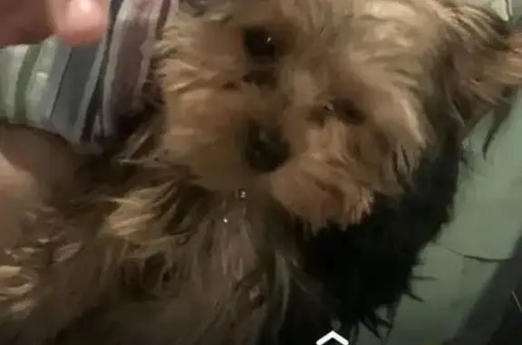 Lost Small Yorkie on South Christy Lane 💔