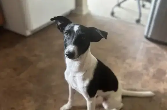 Found: White & Black Female Rat Terrier on Hwy 90