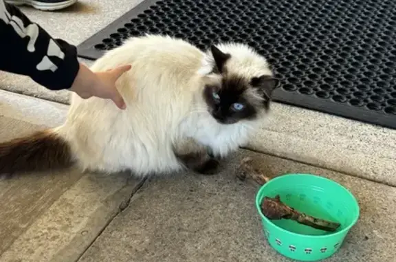 Found: Friendly Ragdoll Cat on Greenacre Rd