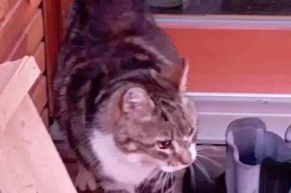 Chat errant trouvé à Neydens, Route des Fontaines - photo