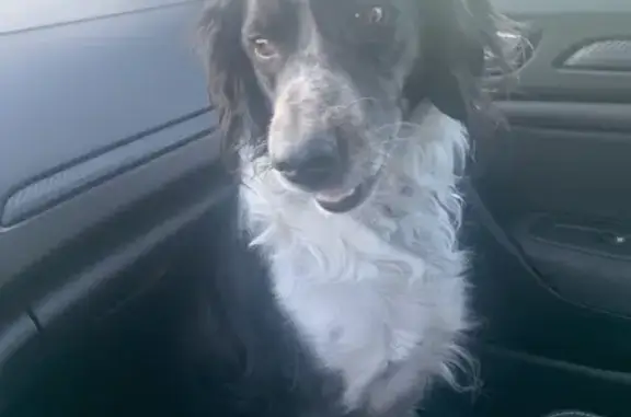 Chien trouvé: Jeune mâle gris blanc tacheté - photo