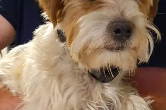 Animaux trouvés , photo: Petit chien mâle trouvé à Albiez-Montrond