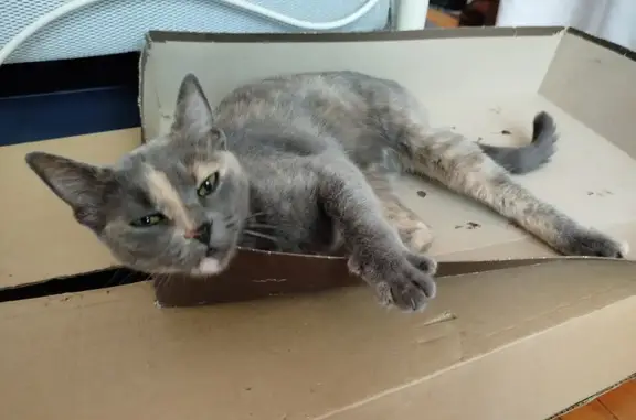 Animaux perdus Toulouse, photo: Chat gris écaille disparu à Toulouse