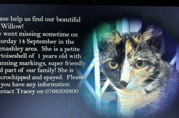 Missing Petite Tortoiseshell Cat in Durban