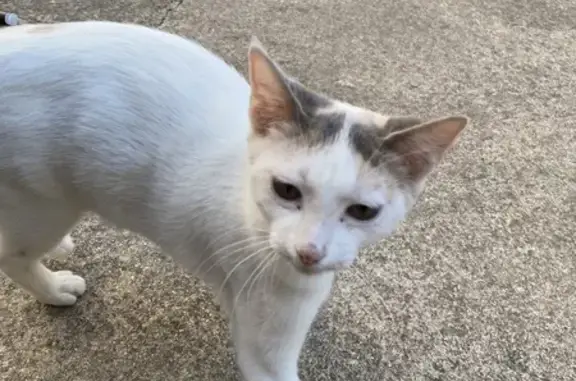 Jeune chat blanc trouvé Rue Alfred Curtel - photo
