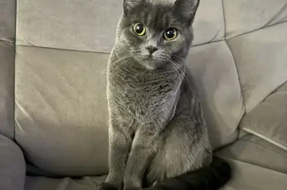 Missing Grey Cat with Pink Collar - Perryn Rd