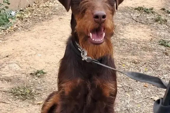 Perro Perdido: Jagd Terrier Ma...