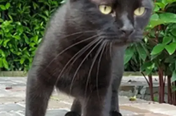 Chat perdu, Oulins, photo: Chatte noire perdue le 12 sept à Oulins