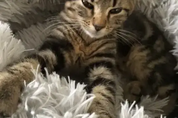 Animaux perdus Chantepie, photo: Chaton tigré disparu à Chantepie, rue de Houat