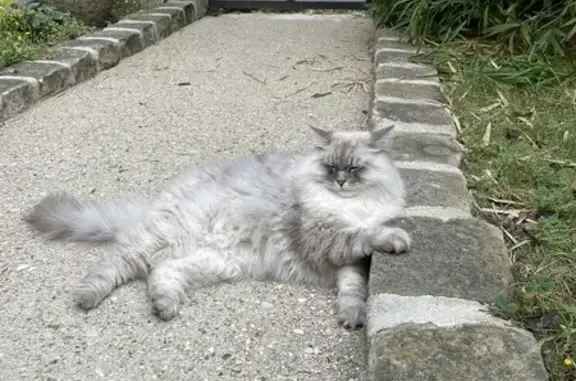 Animaux perdus Montreuil, photo: Chat perdu à Montreuil, rue Saint-Denis